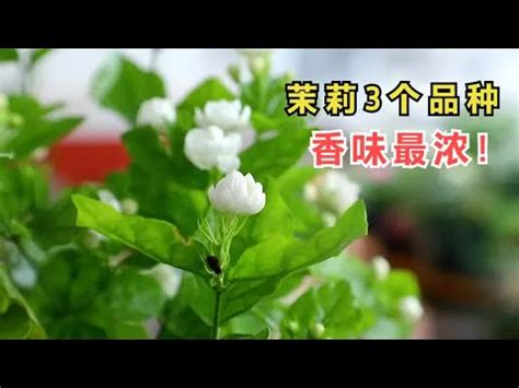 陽台種茉莉花|陽台適合種什麼花草？輕鬆打造你的小花園 